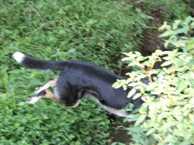 2022-01-26 Louie leaping (rear portion of).jpg